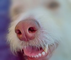 Weißer Hund mit weißen Zähnen
